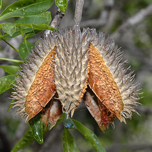 An Australian Teak seed hanging from a branch