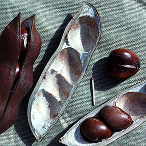 Two black bean pods. One open showing three seeds.