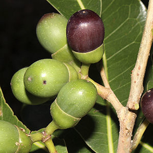 Four green and one purple bolly gum fruit on branch