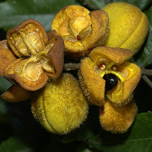 Six Foambark Tree seed capsules that are yellow and hairy