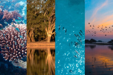 Collage of four images depicting coral reefs, rivers, dolphins and wetlands