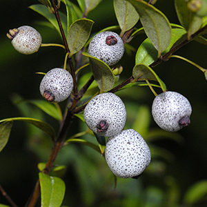 A branch of six Midyim Berries