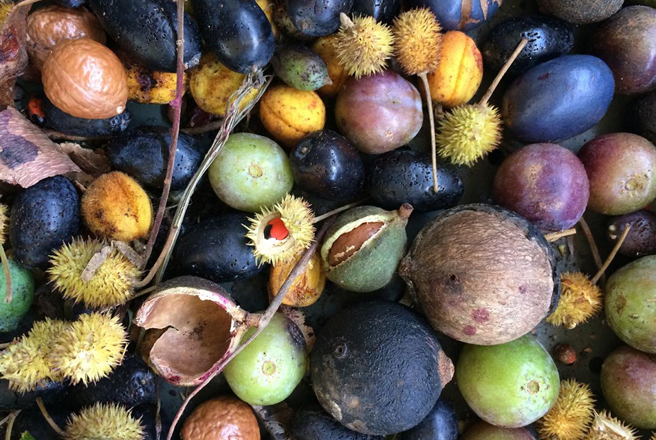 A close-up photo of a variety of subtropical rainforest seeds