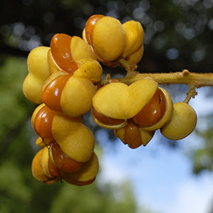 A branch of orange coloured native tamarind fruit