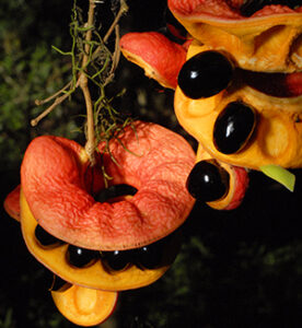 Two bright orange Veiny Laceflower pods with shiny black seeds