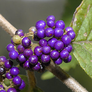 Collection of small purple fruit of the Velvet Leaf