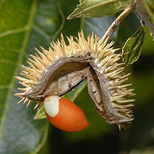 Yellow Carabeen seed pod covered in prickles, displaying red seed