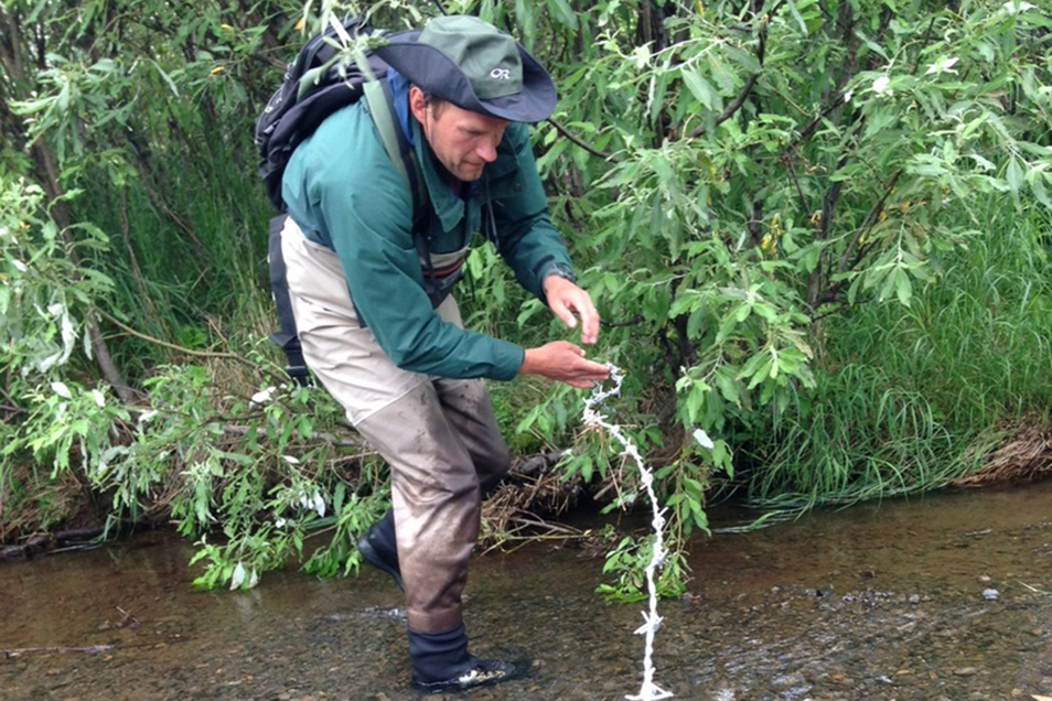 Dr Aaron Wirsing standing in water using a bear wire, with gree foliage behind him.