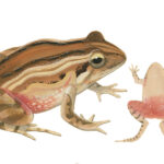 Side profile and underside illustrations of a brown frog with dark brown and cream lines down back, cream forward underside and rosy rear underside