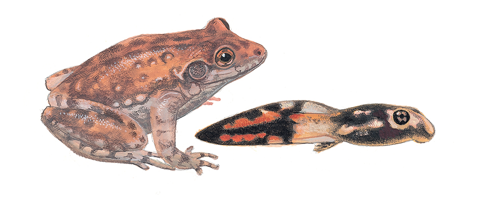 Side profile illustration of a mottled red-brown frog and its tadpole form with red, black and gold colouring