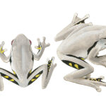 Angled side profile and top down illustrations of a grey tree frog with dramatic black and yellow colouring on front and back of thighs.
