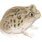 Side profile illustration of an upright, rotund frog of beige colour with diffuse darker markings.