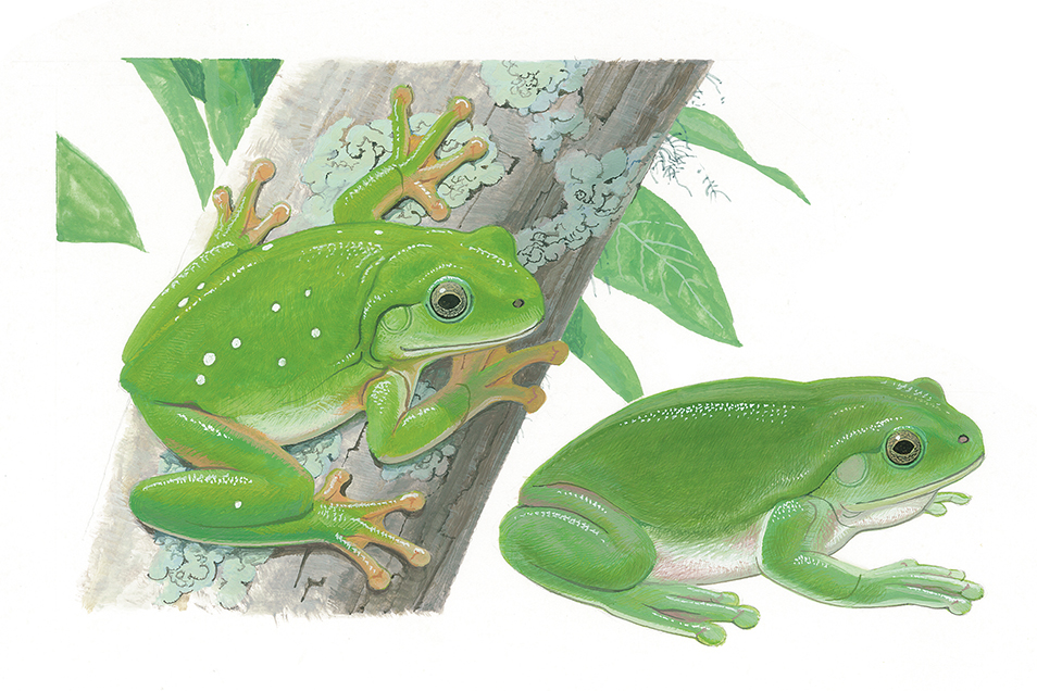 Illustration of a green tree frog on a tree branch and a side profile view
