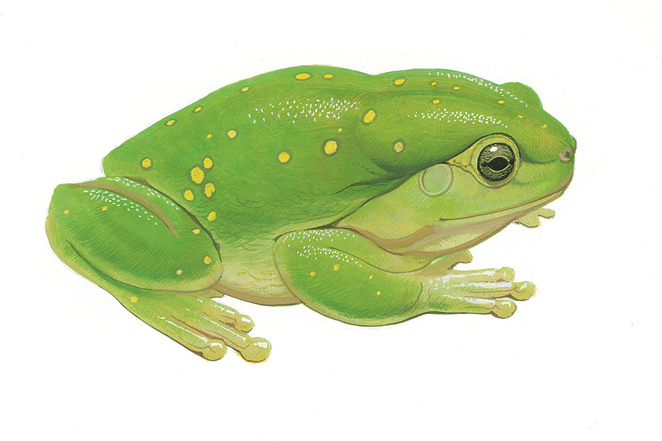 Side profile illustration of a green tree frog with yellow speckles on its back.
