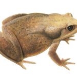 Side profile illustration of a brown frog with paler head and black eyes.