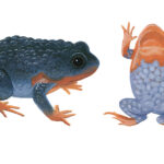 Side view and underbelly illustrations of a blue-black frog with bumpy skin and orange feet and chest.