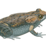 Side profile illustration of a brown-black frog with large shoulder glands and orange spots.