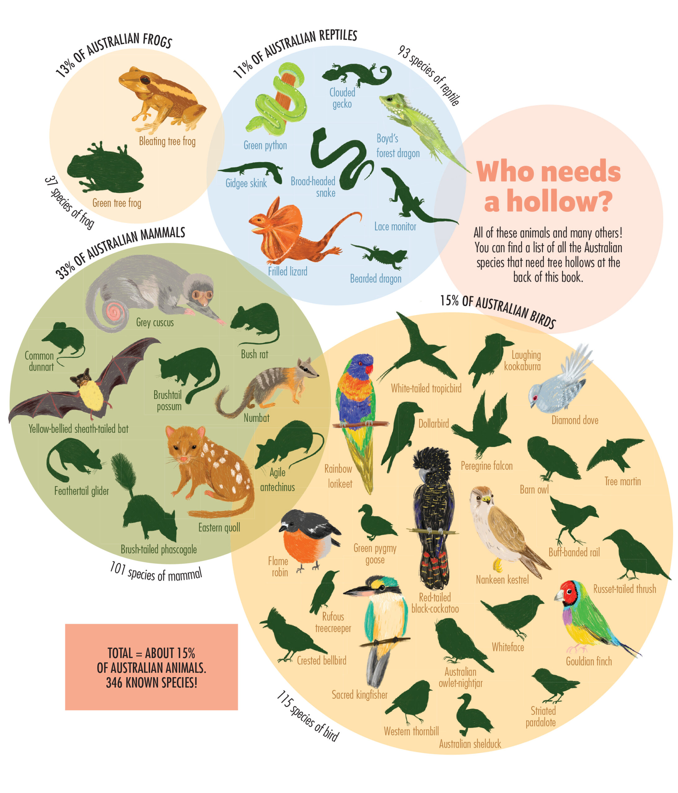 A graphic showing Australian animals that use hollows