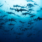 A large school of hammerhead sharks