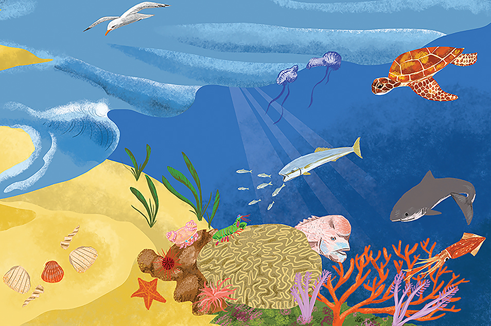 Illustration of marine habitat including fish, turtle and sea bird
