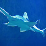 A photo of a sawfish