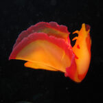 A bright orange Spanish dancer sea slug on a black background