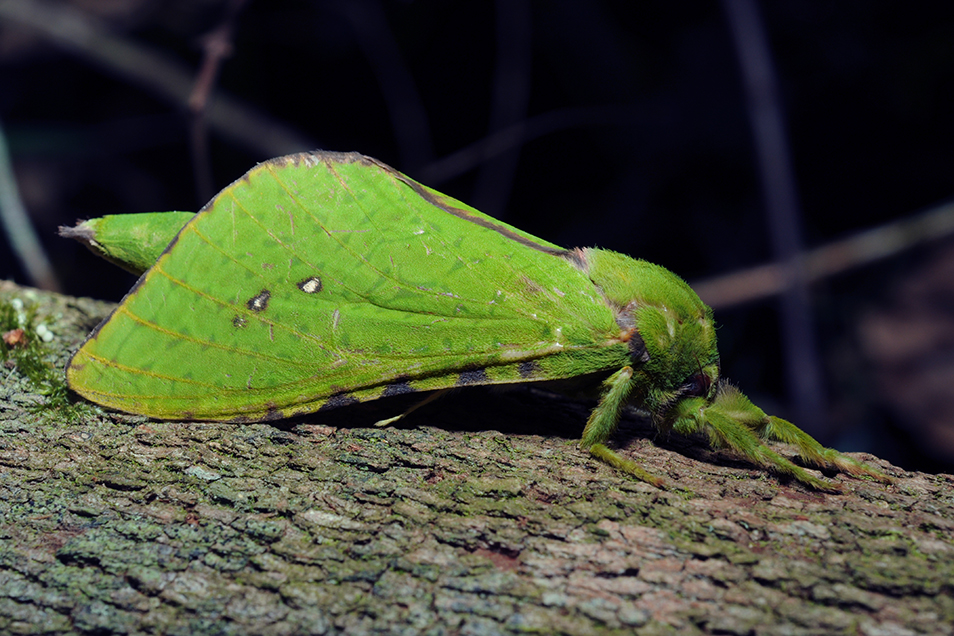 A bright green moth resting on the bark of a tree at night.