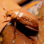 An orange-brown beetle with bristly legs walking across brown leaves.