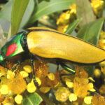 A shiny beetle with bright yellow abdomen, and metallic green head, thorax and legs. The thorax also has bright red patches. The beetle is perched on a cluster of bright yellow flowers.