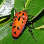 Orange-red beetle with black legs and markings, walking across green leaves.