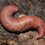 A very fat earthworm curled in an 'S' shape on wet soil.