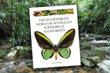 Cover of The Invertebrate World of Australia's Subtropical Rainforests upon a background photograph of subtropical rainforest.