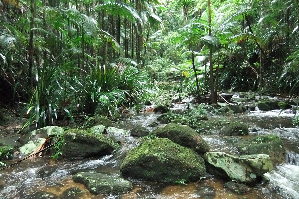 Flowing creekbed with large mossy rocks and lush green palms and vegetation.