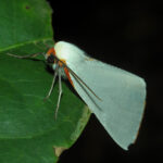 A striking fluffy white moth with orange head and markings resting on a leaf at night.