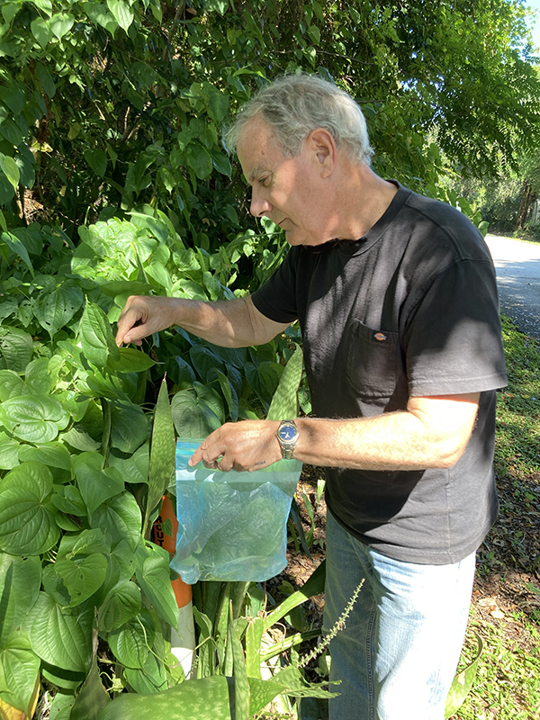 James Tuttle holding a snap-lock bag and using tweezers to collect larvae from green bushes.