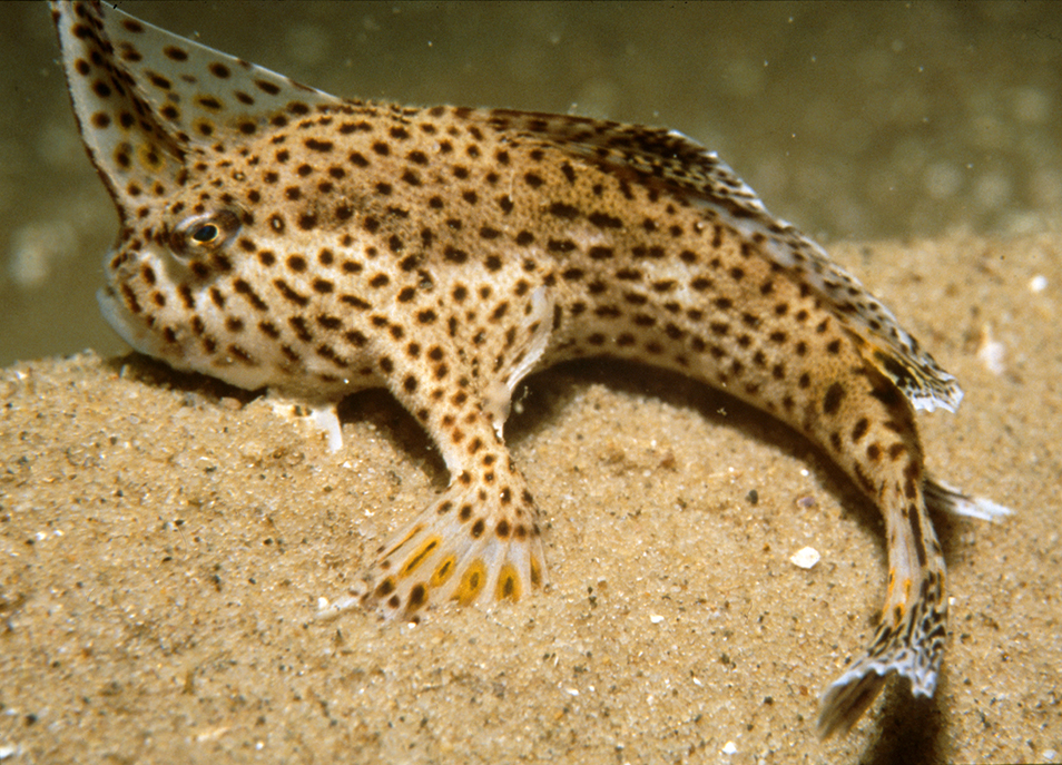 A photo of a Spotted Handfish on sandy sea bed
