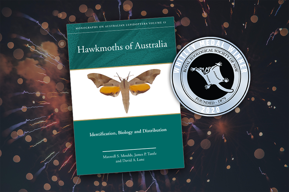 The cover of the book Hawkmoths of Australia, with the Whitley Medal award logo, upon a background illustration of fireworks.
