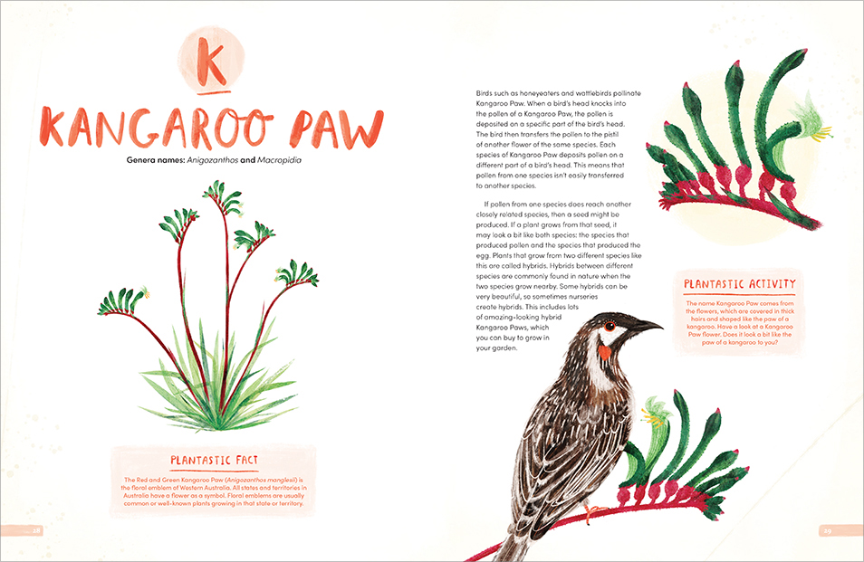 A double-page spread from Plantastic! featuring Kangaroo Paw, with several illustrations of the plant and a honeyeater bird.