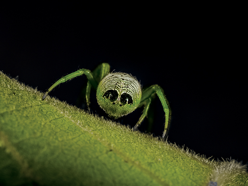 A green Outstanding Orb weaver on a leaf