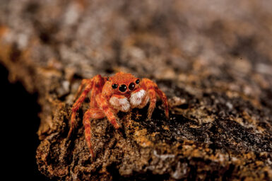 A tiny orange-brown jumping spider sitting on a rock
