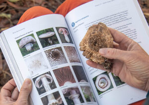 A woman holding a mushroom species in front of a fungi identification guide.
