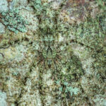 A Pandercetes gracilis spider camouflaged against lichen