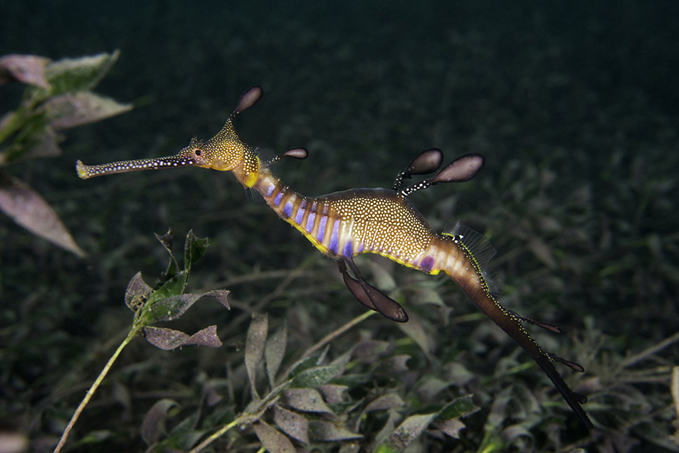 A photo of a weedy seadragon with brightly coloured blue and orange scales, swimming through underwater reeds.