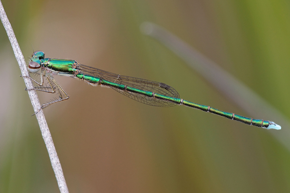 An eye-catching metallic green damselfly clinging to a thin reed.