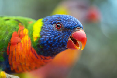 A small brightly-coloured parrot peering at the camera from the left size of the frame, beak open as if excited.
