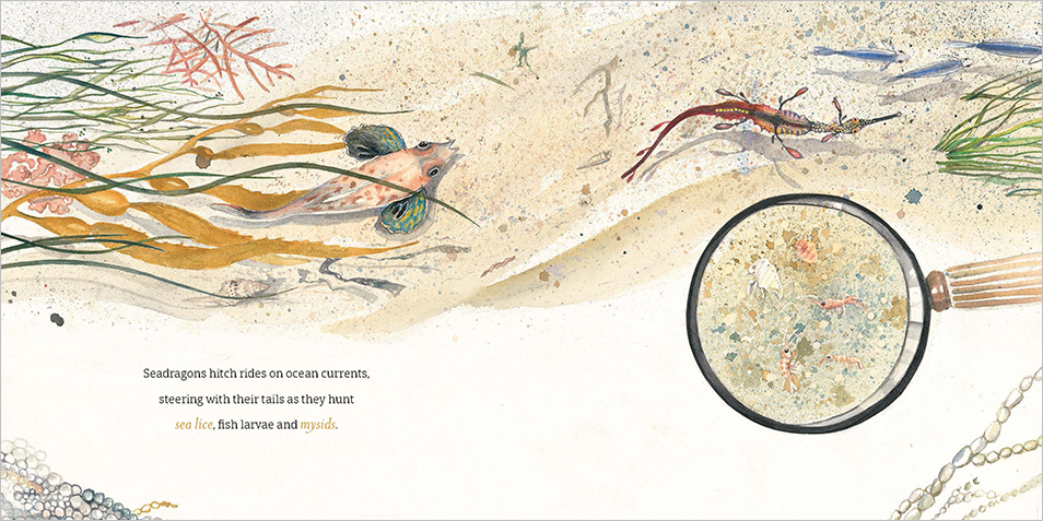 A spread from The Way of the Weedy Seadragon, featuring a detailed illustration of the ocean floor, showing a weedy seadragon and another fish moving with the currents. A illustration of a magnifying glass over the sand shows a close up of sea lice, fish larvae and mysids.