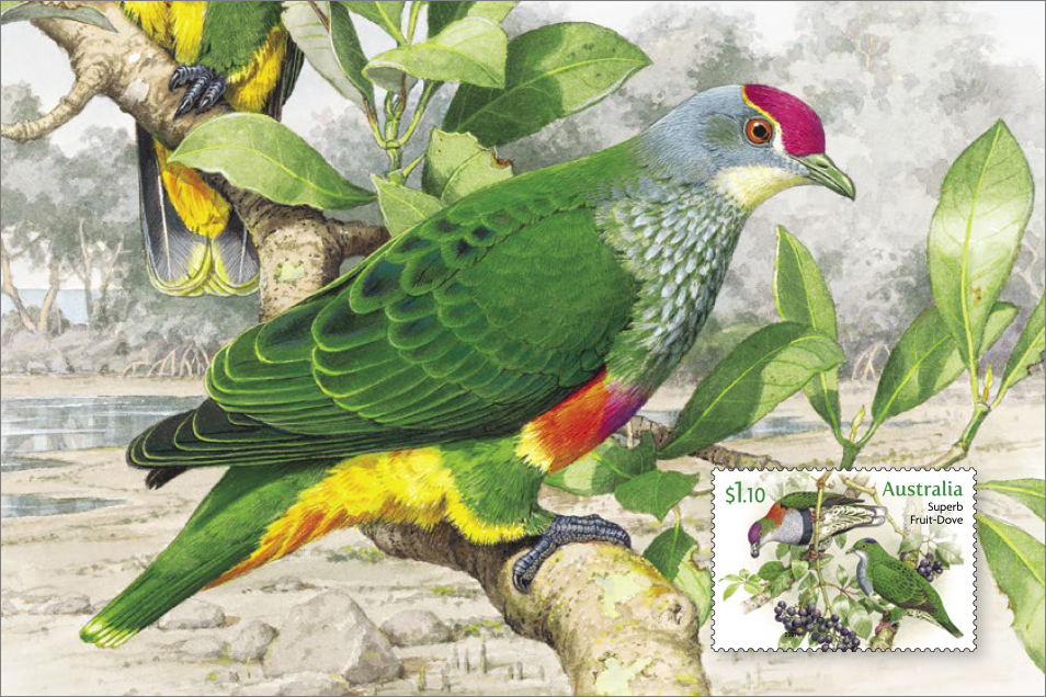 Illustration of a Superb Fruit Dove with green wings magenta skullcap and postage stamp in bottom right corner
