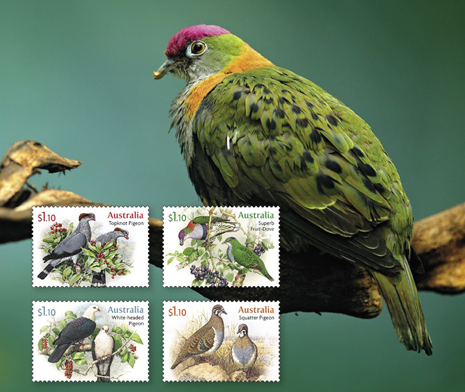 Photo of a Superb Fruit Dove with 4 stamps in foreground