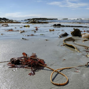 Photo of scattered piles of washed up seaweeds on the wet sand at a beach, with a blue sky and waves breaking against rocks in the distance.