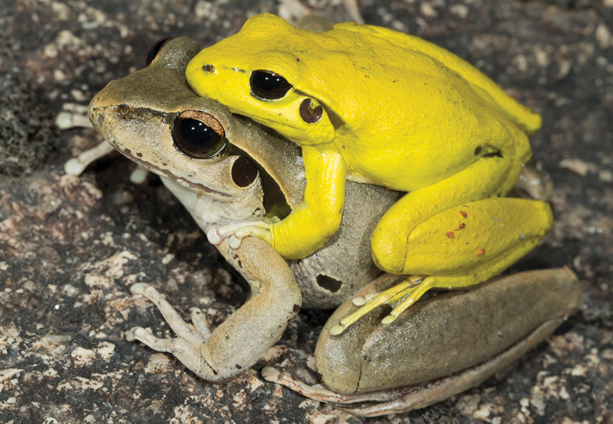 Discovering Australia’s Frogs Take the leap with Mark Sanders CSIRO